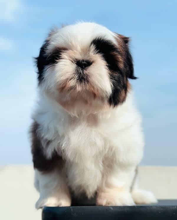 pedigree Shihtzu male puppies available for sale 11