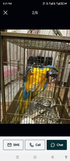 Blue Gold Macaw parrot call number 03086787090