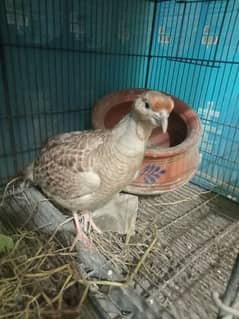 partridge teetar brown francolin black