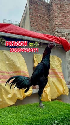 Dragon black skin 03004434771