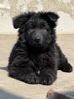 German Shepherd Puppy