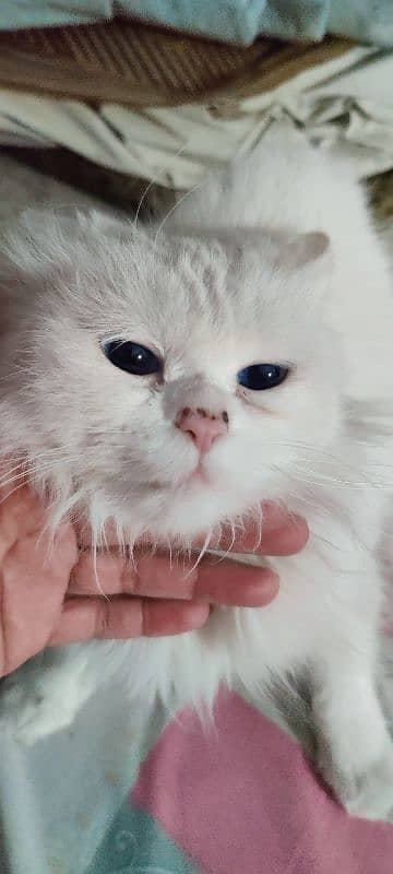 Persian female cat 0