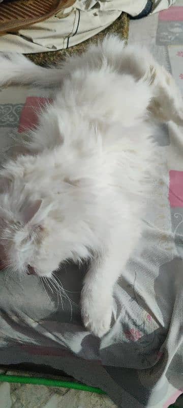 Persian female cat 1