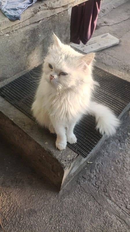 Persian female cat 3