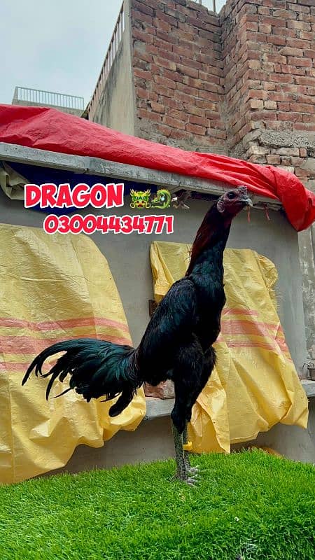 Dragon patha 03004434771 0