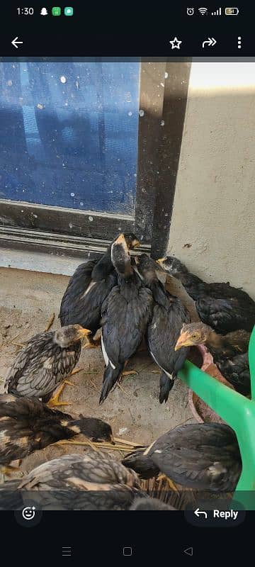 2 month chicks for sale 1