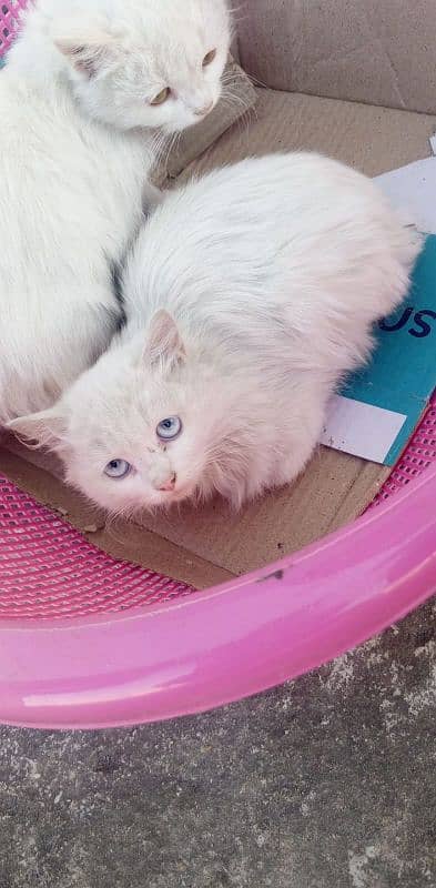 White Persian kittens 1