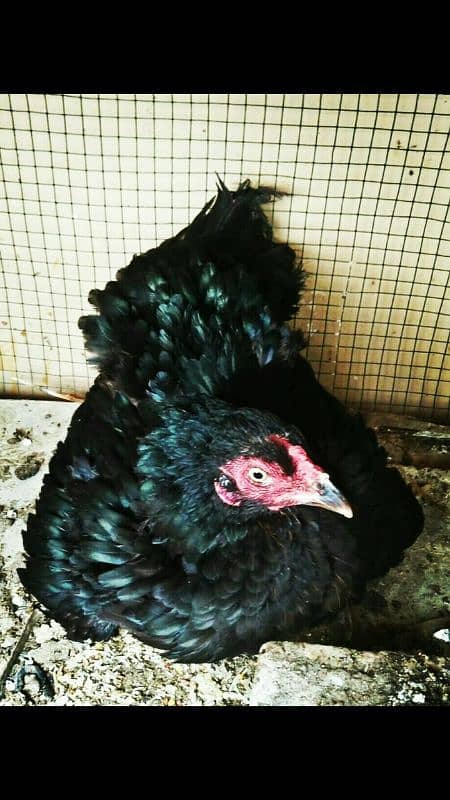 australorp male and aseel female 0