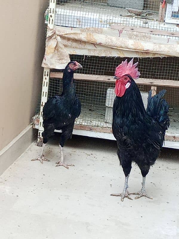 australorp male and aseel female 1