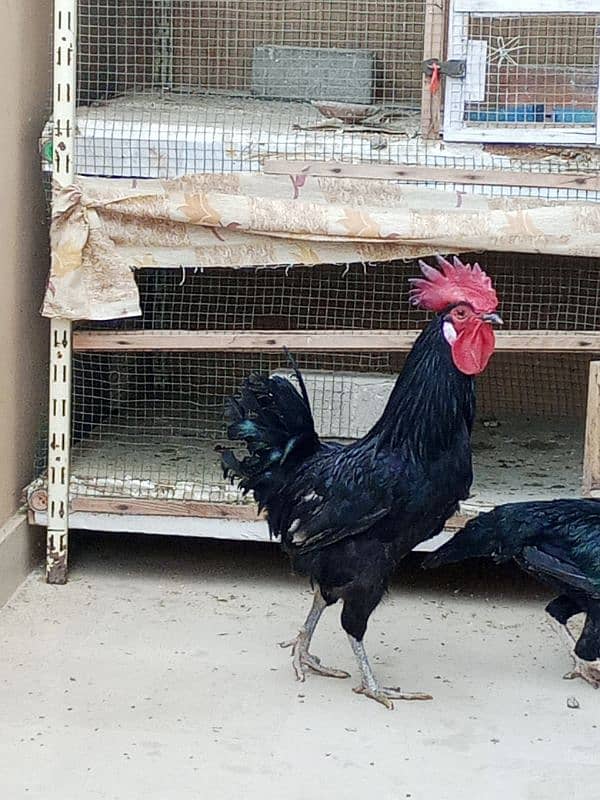 australorp male and aseel female 2