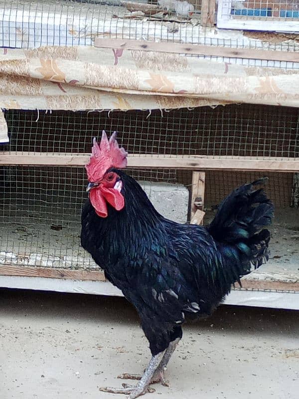 australorp male and aseel female 3