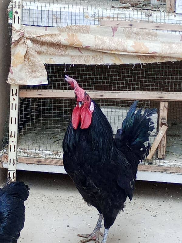 australorp male and aseel female 4