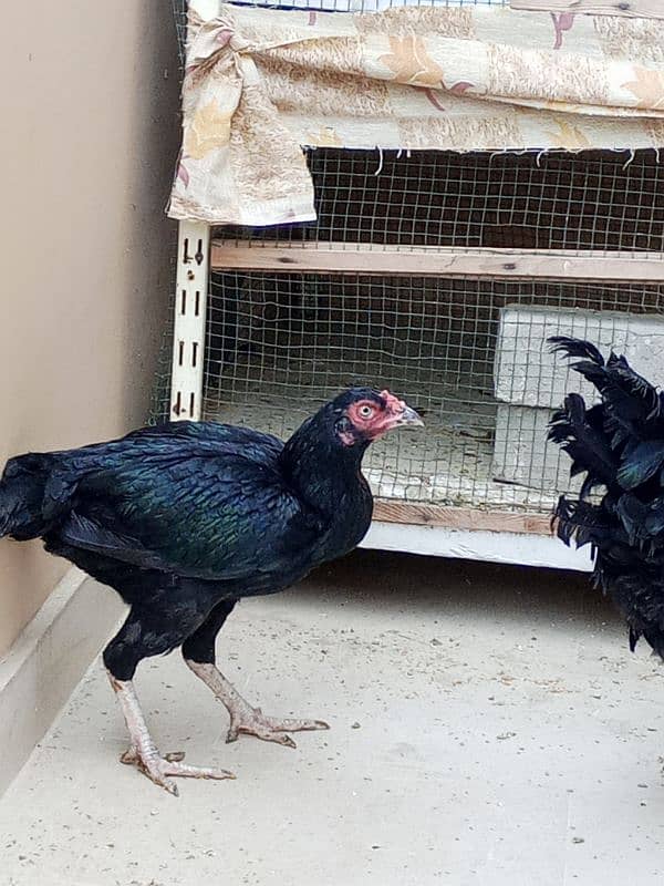 australorp male and aseel female 5