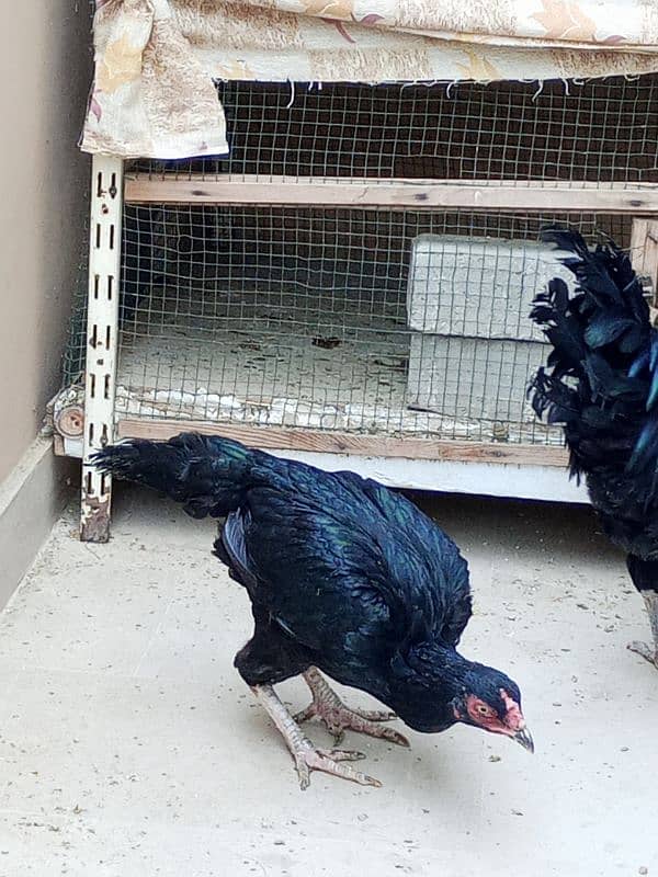 australorp male and aseel female 6