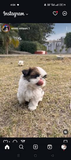 Shih-tzu