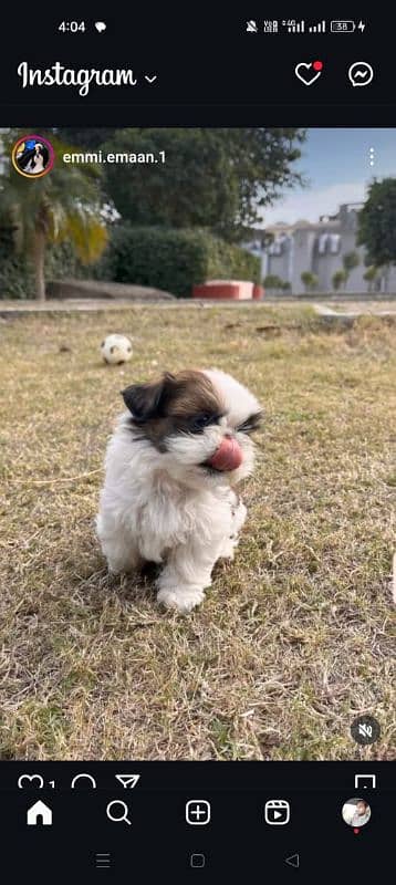 Shih-tzu puppy male and female 0