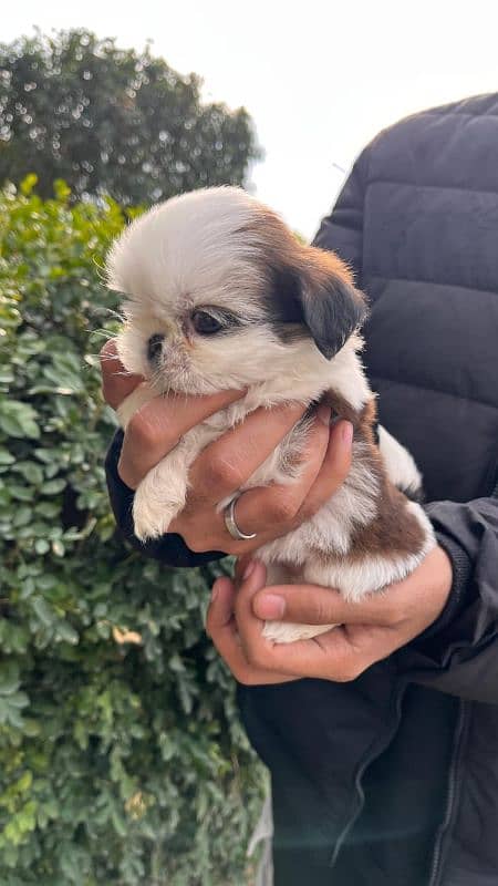 Shih-tzu puppy male and female 4