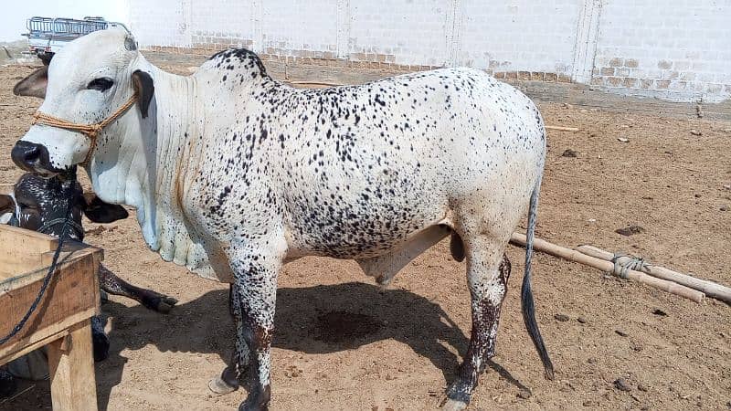 Sheep/Bull/Male Sheep/ verra available 4