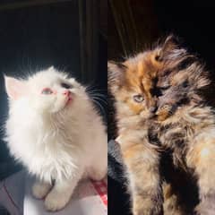 Persian kittens/ triple coated / punch face/kittens for sale