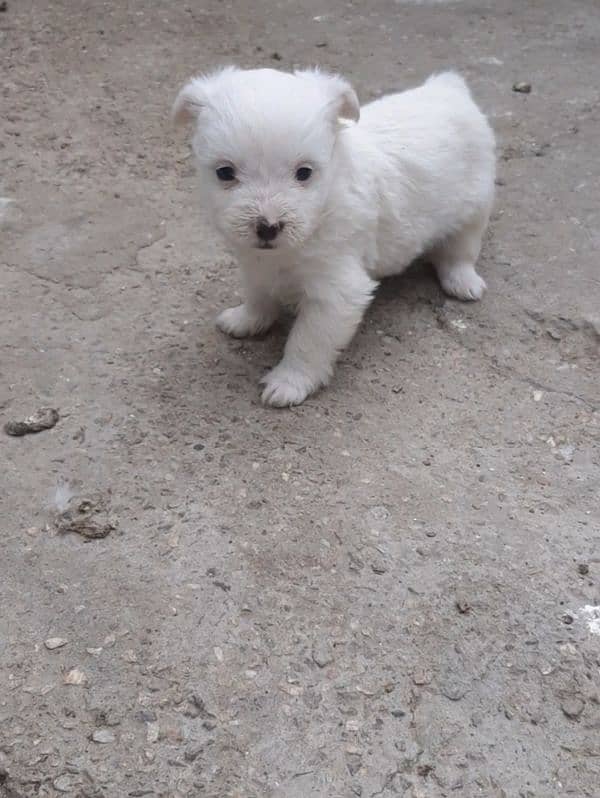 poodle female puppy 0