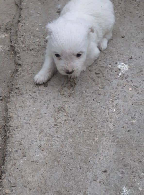 poodle female puppy 1