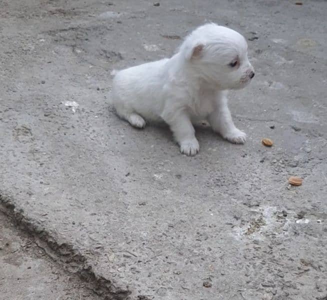 poodle female puppy 2