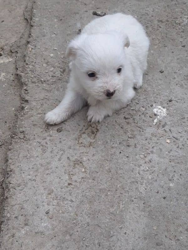 poodle female puppy 3