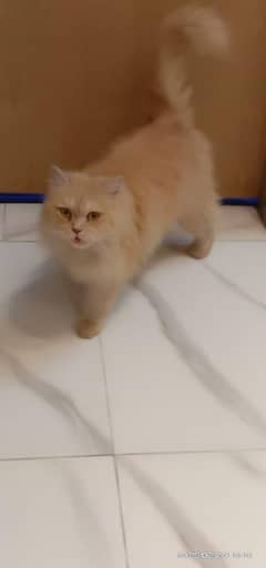 Persian female cats for sale