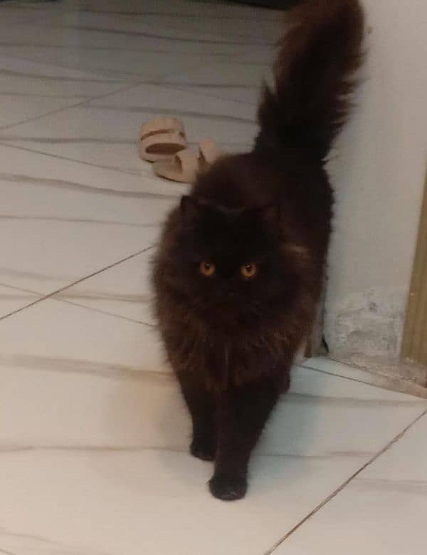 Persian female cats for sale 4