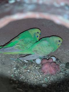 Rainbow Budgies