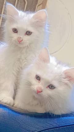 persian kitten available. pure TURKISH ANGORA and Persian breed