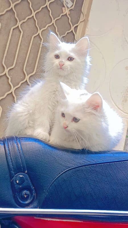 persian kitten available. pure TURKISH ANGORA and Persian breed 1