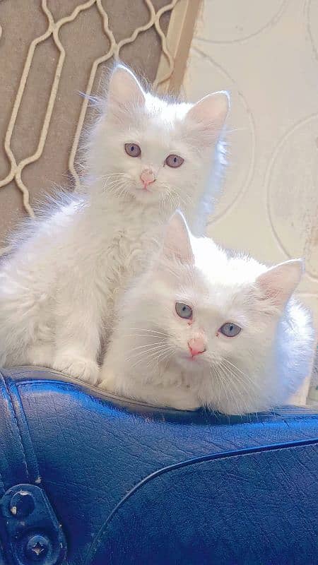 persian kitten available. pure TURKISH ANGORA and Persian breed 2