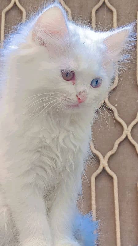 persian kitten available. pure TURKISH ANGORA and Persian breed 4