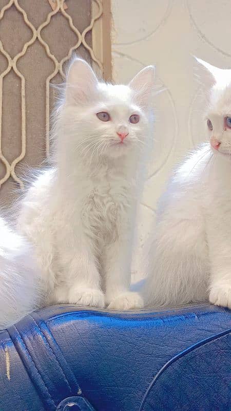 persian kitten available. pure TURKISH ANGORA and Persian breed 6