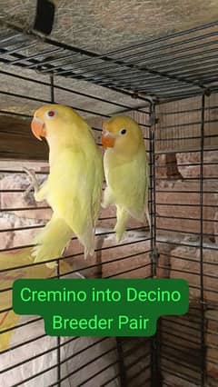 Cremino