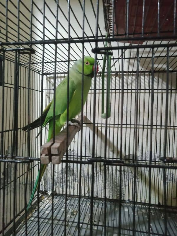 cute talking parrot 03334581300 WhatsApp 0