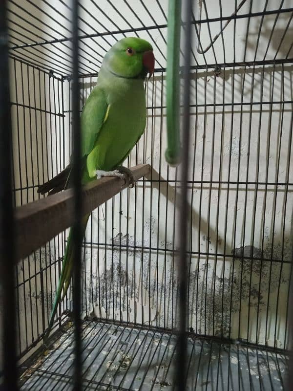 cute talking parrot 03334581300 WhatsApp 1