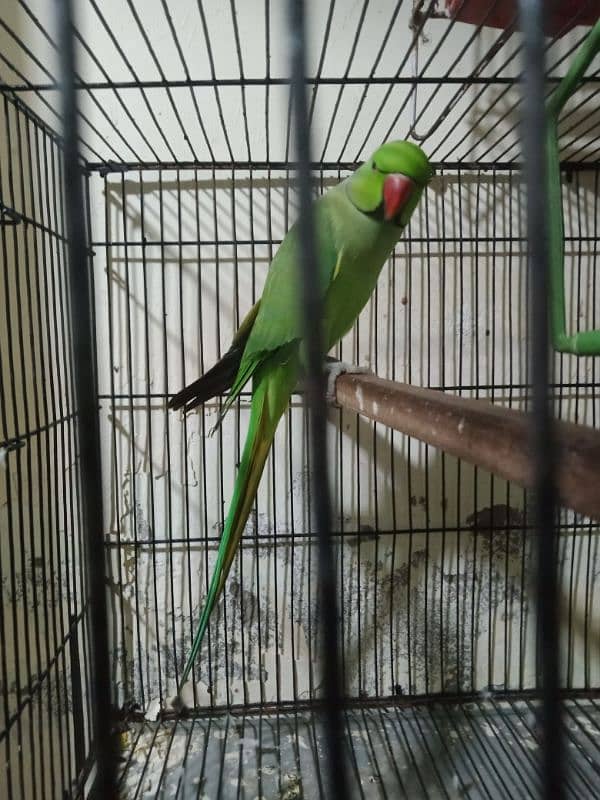 cute talking parrot 03334581300 WhatsApp 2