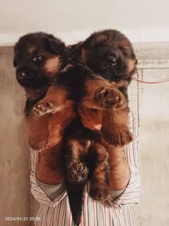 German Shepherd Long Coat Puppies