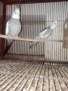 common white and Eno pight breeder pair