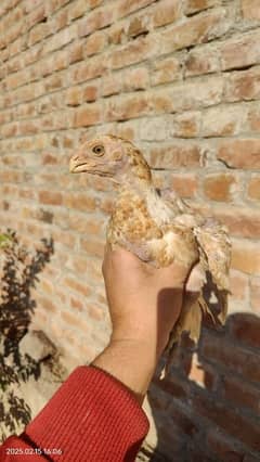 parrot beak / indian parrot beak long tail/ parrot beak / indian hen