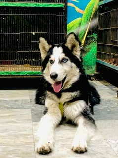 husky puppy 4 month old friendly tamd