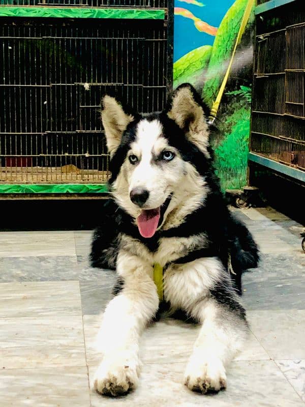 husky puppy 4 month old friendly tamd 0