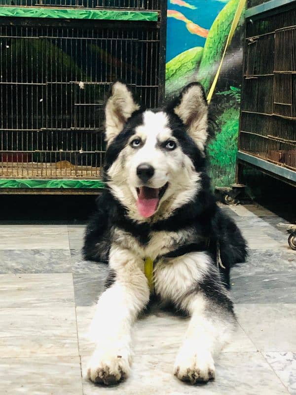 husky puppy 4 month old friendly tamd 1