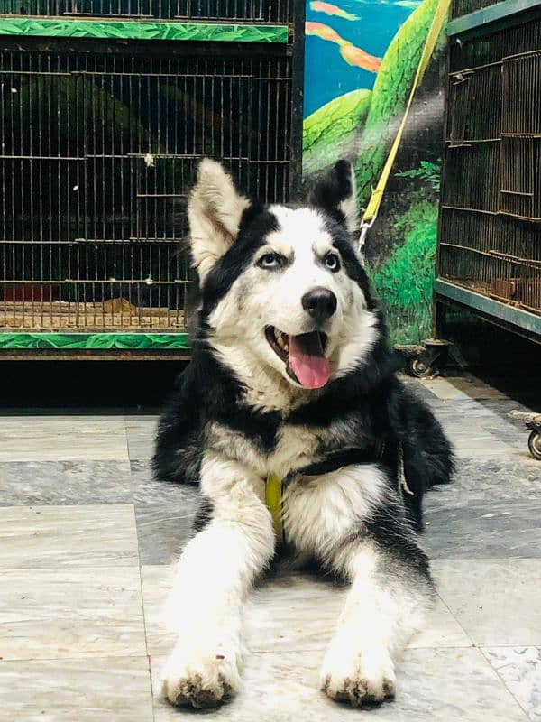 husky puppy 4 month old friendly tamd 2