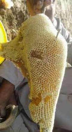 Pure Natural Honey خالص شہد ( Shahid )