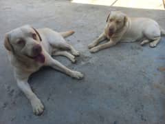 Labrador pair