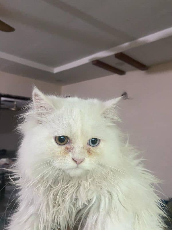 persian odd eye semi punch male 4