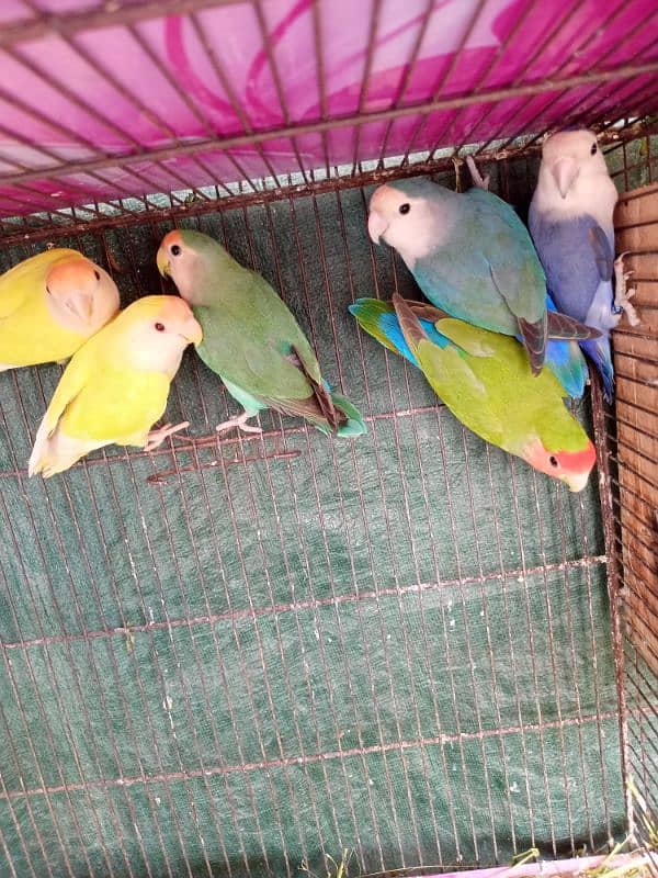 setup 5pairs 1 female extra. achy pets knsath exchange krskty hen 0